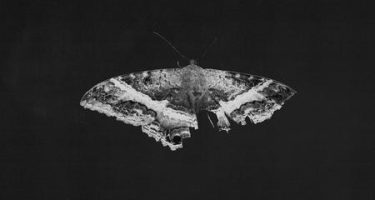 Kendrick Lamar - To Pimp A Butterfly  (10 Year Anniversary Edition)